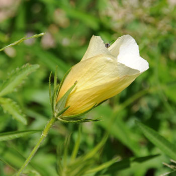 Note bracts; Hibiscus coulteri, Desert Rosemallow